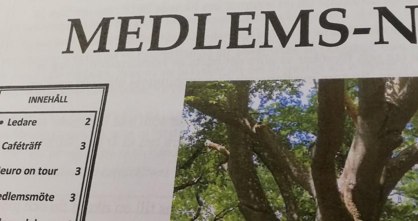 En del av Medlems-nytt nr 3/2023 där stammarna av ett stort träd syns. Foto.