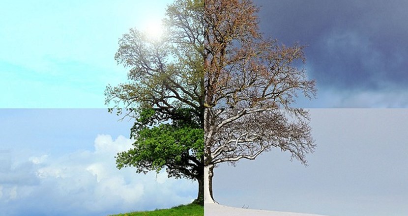 Pixabay: Ett träd i fyra årstider
