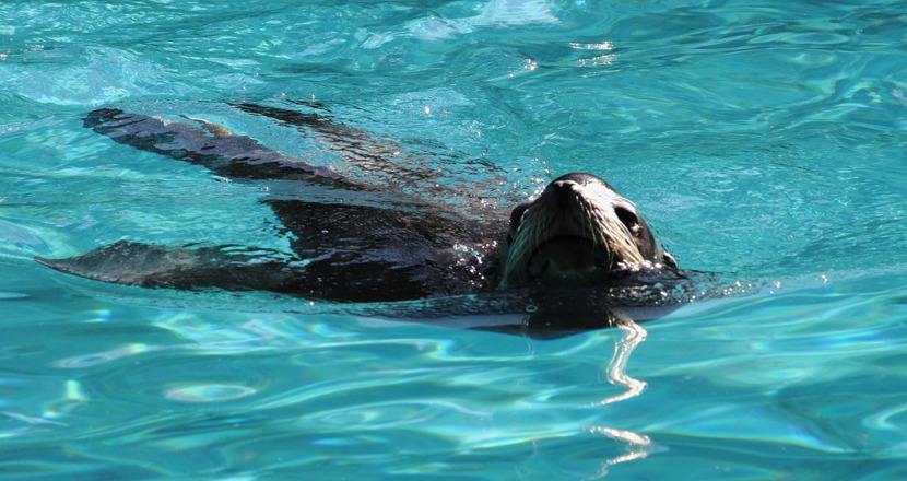 En säl som simmar i blått vatten foto.