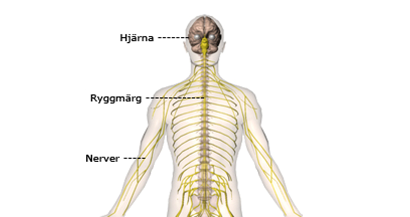 Tecknad bild på hjärna, ryggmärg och nerver