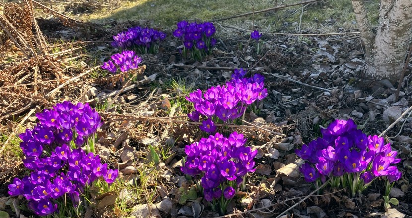 Blå krokusar i grupper mot brun bakgrund. Foto.