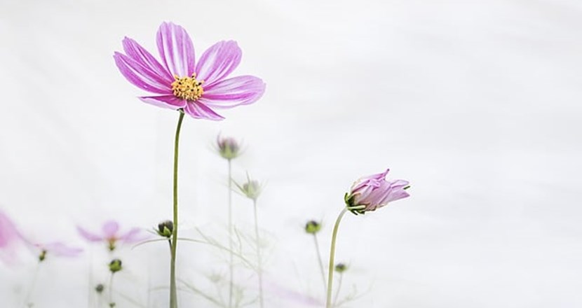 Pixabay: Lila blomma