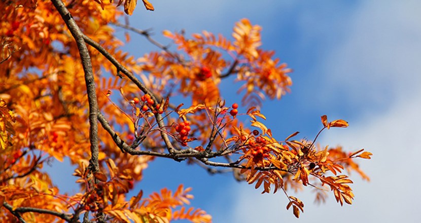 Trädgren med löv i vackra höstfärger