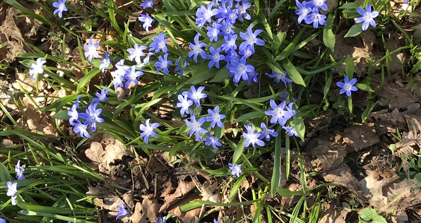 Foto: blommande blå Scilla 