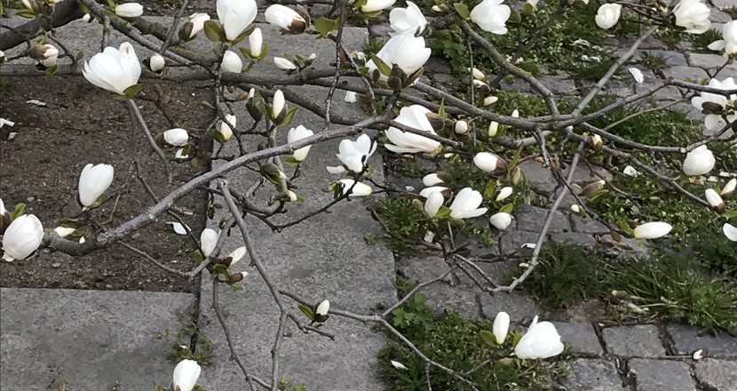 Foto: vit magnolia på väg att spricka ut i full blom.