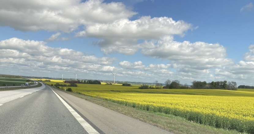 Foto: nyutslaget gult rapsfält sett från stora vägen mellan Lund och Gårdstånga.
