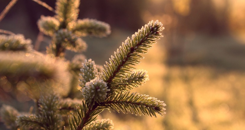 En grankvist med frost på i morgonsolen mot en suddig bakgrund. Foto.