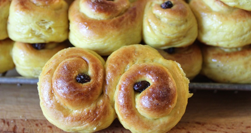 Saffransgula lussekatter uppbullade, med en liggande framför de andra vänd mot oss. Foto.