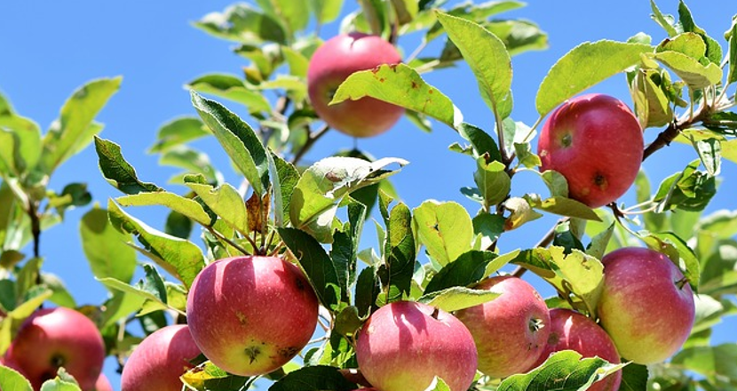 Bild på röda äpplen på grenar mot blå himmel