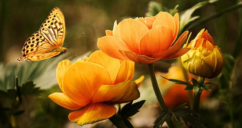Blommor i orange och en fjäril