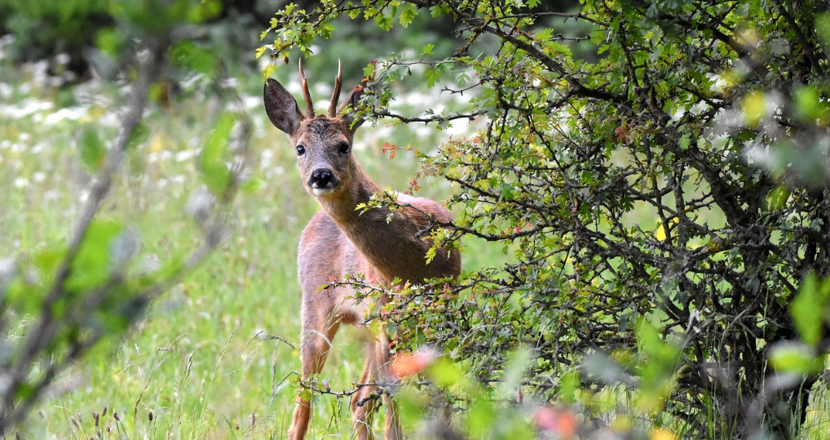 Rådjur på en äng bakom en buske
