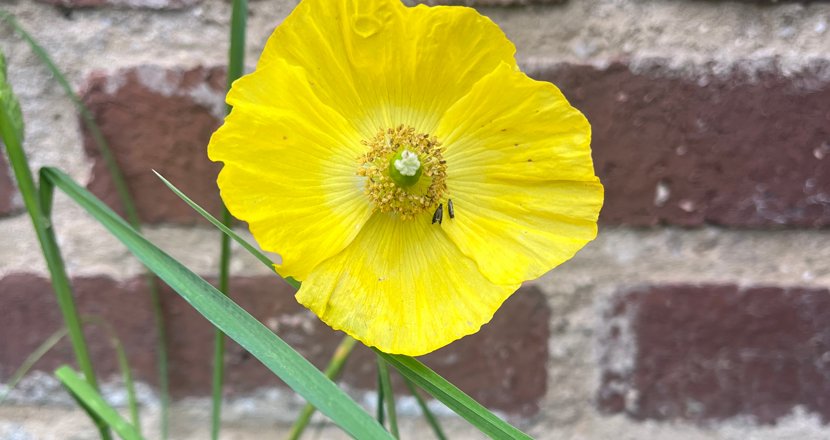 Gul valmo mot tegelvägg. Foto.