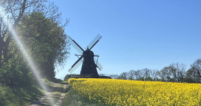Väderkvarn vid blommande rapsfält. Foto.