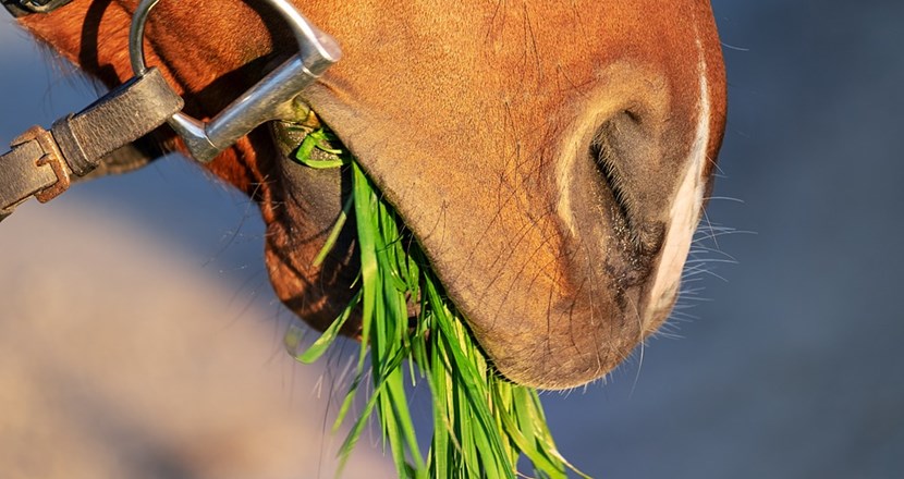 Hästmule med gräs i munnen. Foto.