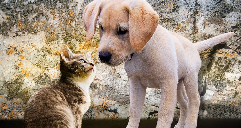 En kattunge och en hundvalp som nosar på varandra.