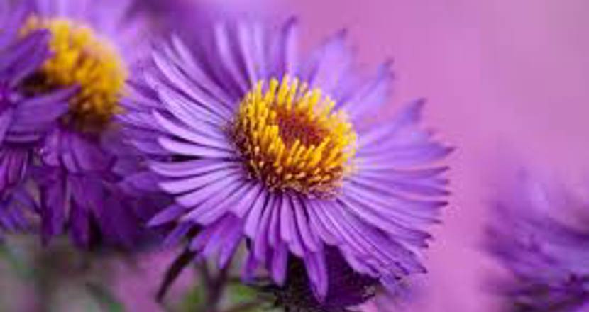 Höstblomma lila Aster