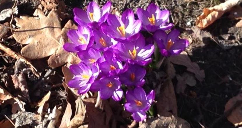 Bild på krokusar