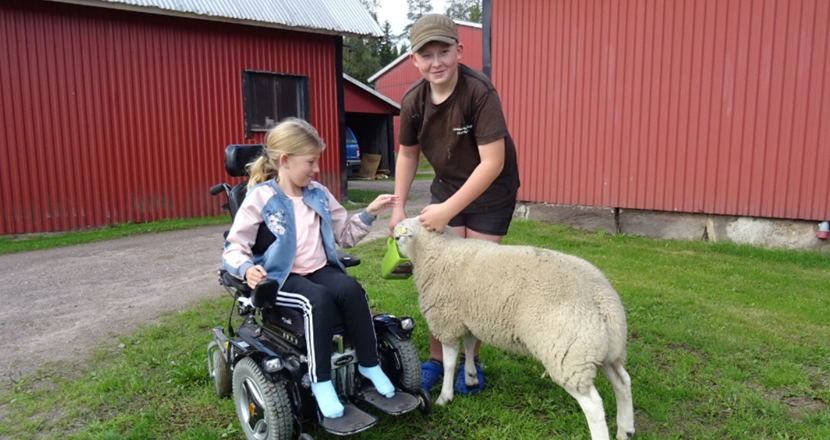 Två barn, ena rullstolsburen,  klappar ett får.