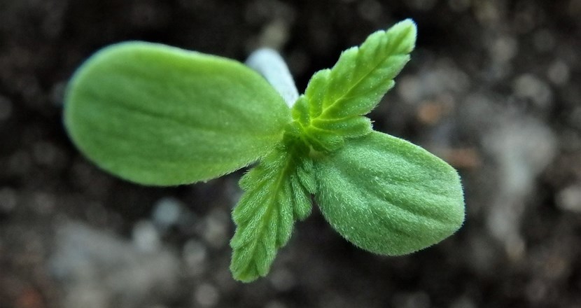 En liten cannabisplanta
