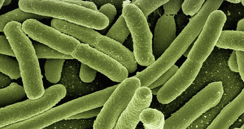 E-colibakterier