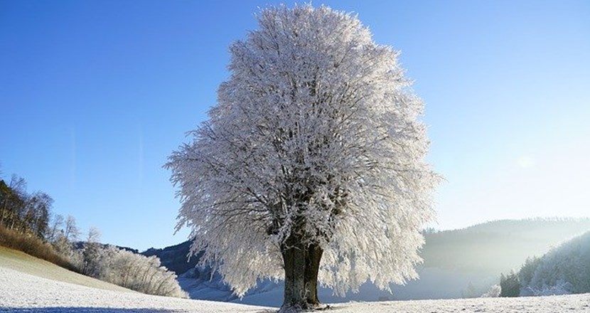 Ett träd med massor av snö. Foto.