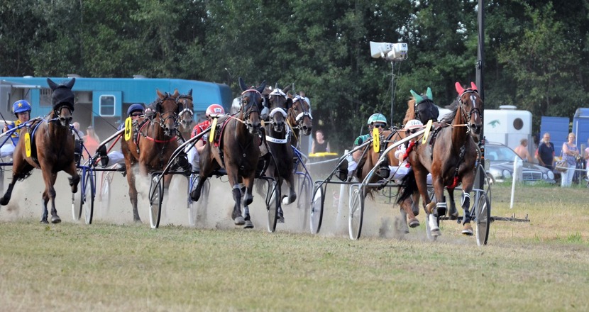 Travhästar på en bana. Foto.