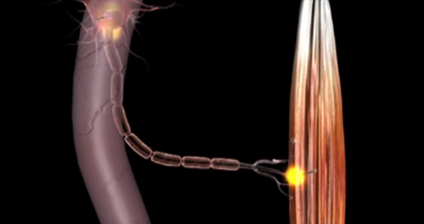 Nervtråd och muskelcell. Illustration. 