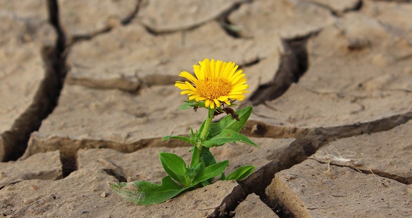 En blomma som växer upp ur en spricka i marken. Foto.
