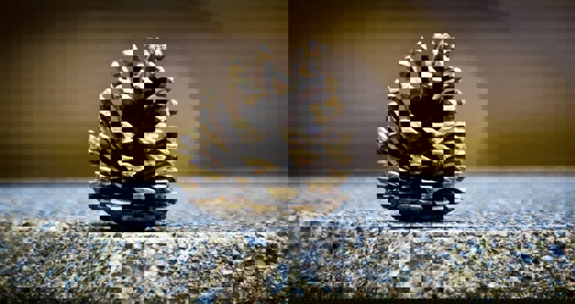 En kotte på ett stenbord. Foto.