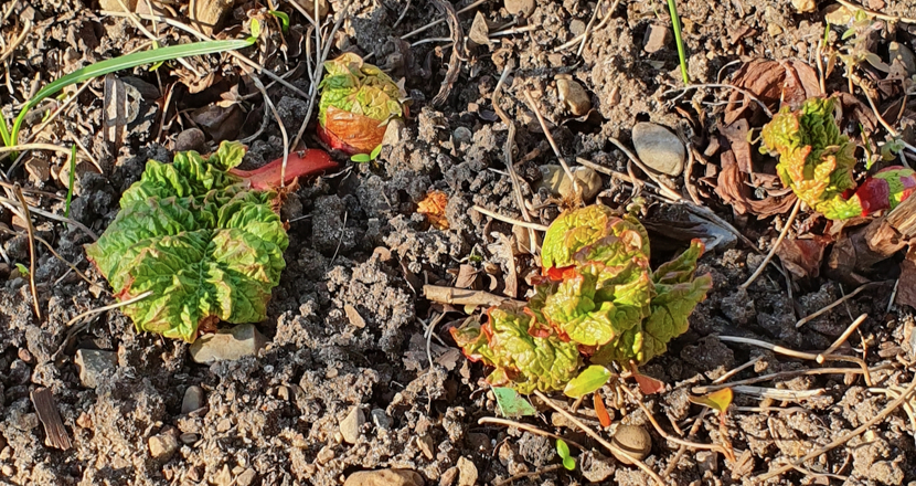 Rabarberknoppar i rabatt