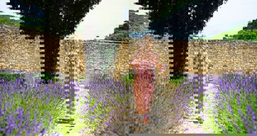 Prästkragar sedda underifrån mot blå himmel.. Foto.