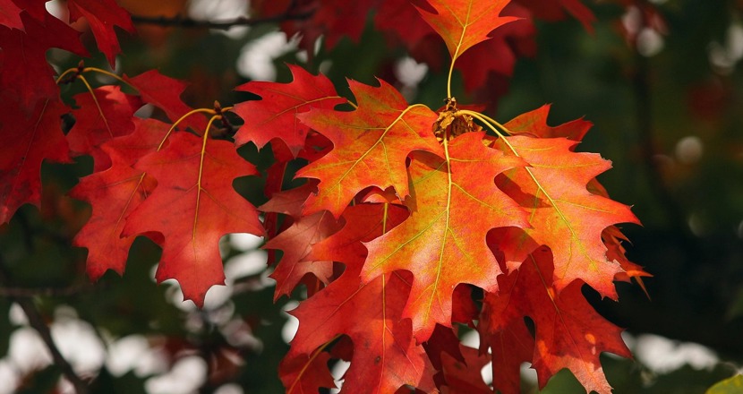 Röda höstlöv. Foto