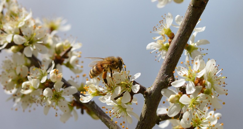 En kvist som blommar med ett bi som landar på en av blommorna med en blå himmel som bakgrund. Foto.