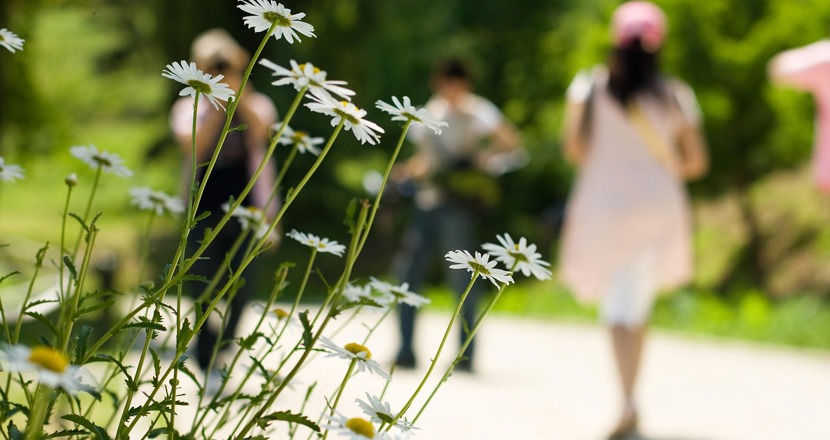 Ett antal suddiga människor går ifrån oss och i förgrunden syns några prästkragar. Foto.