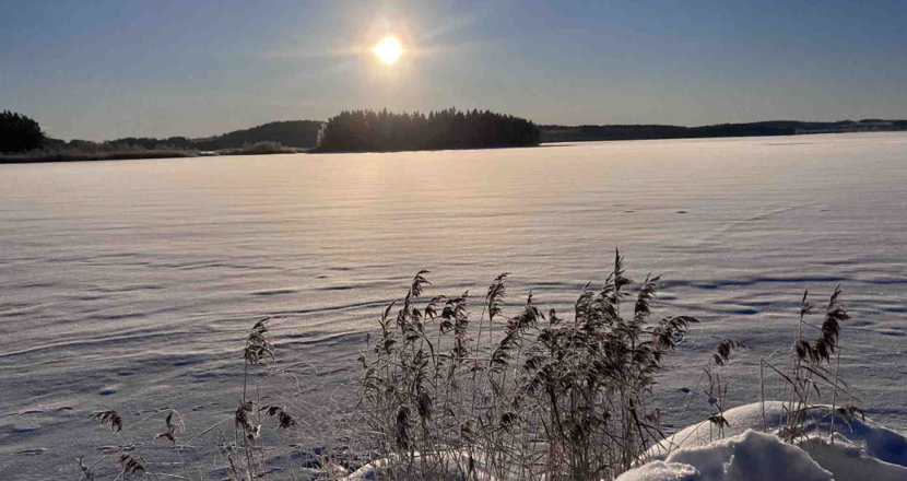 En vinterbild ut över snön på isen med vasstrån i framkant och en ö i fjärran och blå himmel med en sol. Foto.