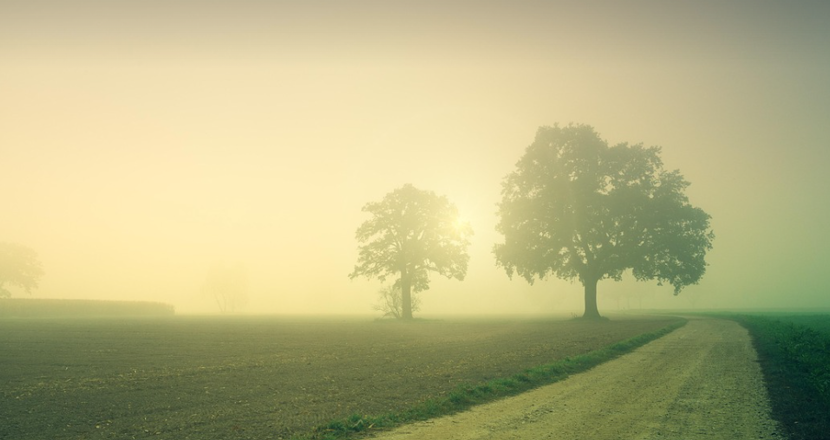 Träd och en väg i dimma