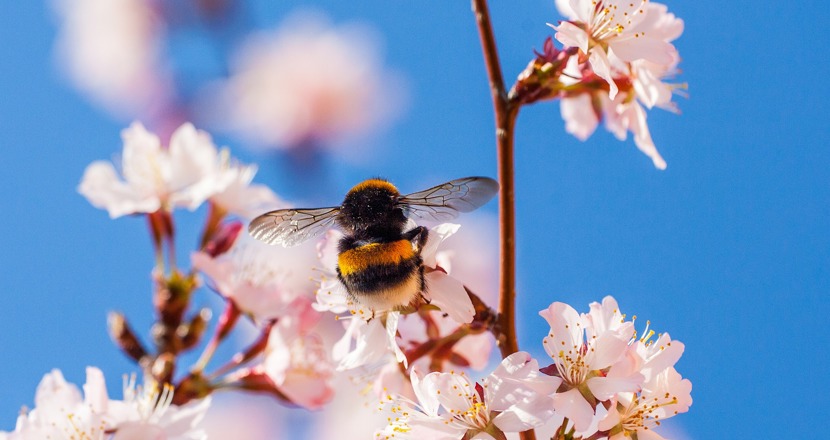 Sommar blomma med humla