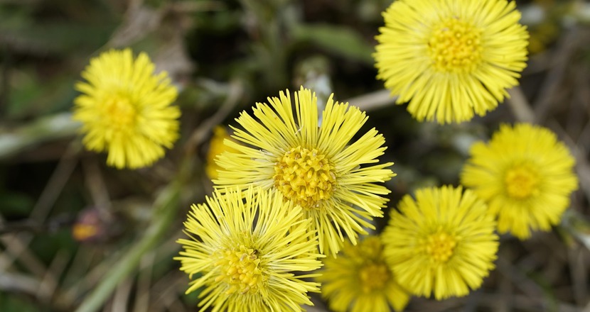 Tussilago
