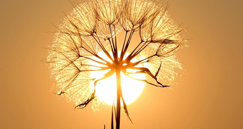 En maskrosboll i motljus. Foto.